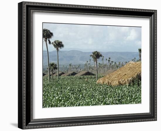 Field of Tobacco, Santiago, Dominican Republic, West Indies, Caribbean, Central America-Adam Woolfitt-Framed Photographic Print