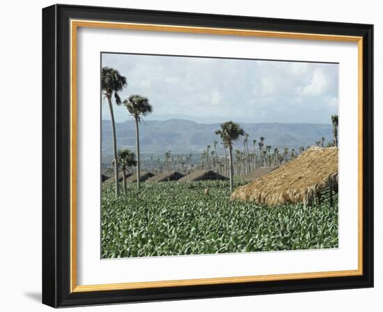 Field of Tobacco, Santiago, Dominican Republic, West Indies, Caribbean, Central America-Adam Woolfitt-Framed Photographic Print