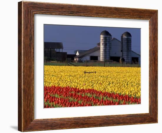 Field of Tulips and Barn with Silos, Skagit Valley, Washington, USA-William Sutton-Framed Photographic Print