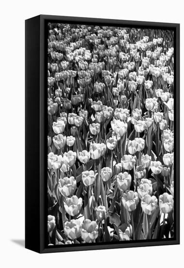 Field of Tulips HR-Jeff Pica-Framed Premier Image Canvas