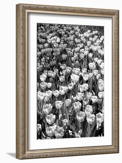 Field of Tulips HR-Jeff Pica-Framed Photographic Print