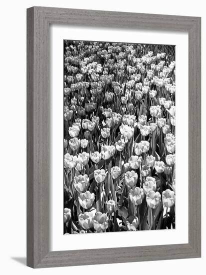 Field of Tulips HR-Jeff Pica-Framed Photographic Print