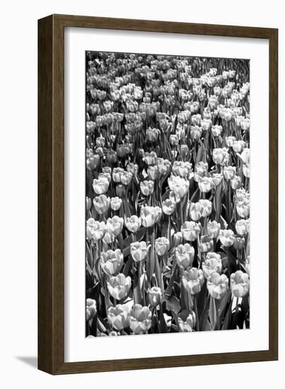 Field of Tulips HR-Jeff Pica-Framed Photographic Print