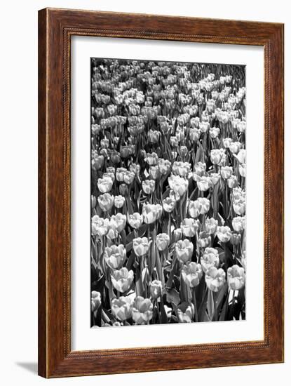 Field of Tulips HR-Jeff Pica-Framed Photographic Print