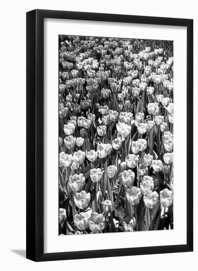 Field of Tulips HR-Jeff Pica-Framed Photographic Print