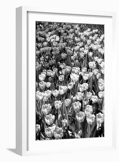 Field of Tulips HR-Jeff Pica-Framed Photographic Print