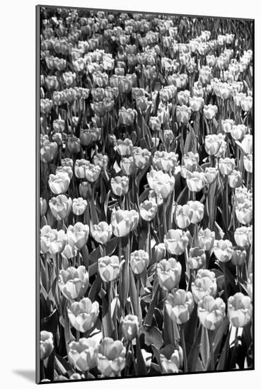 Field of Tulips HR-Jeff Pica-Mounted Photographic Print