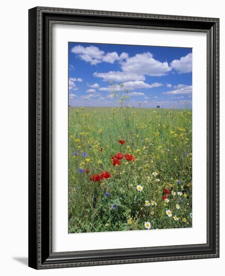 Field of Wild Flowers, Near Utande, Guadalajara, Castilla-La Mancha, Spain, Europe-Ruth Tomlinson-Framed Photographic Print