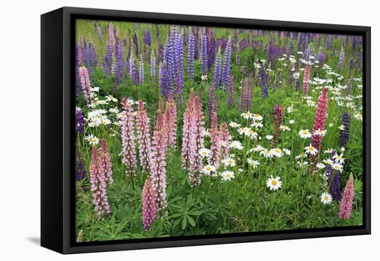 Field of Wild Lupines, Tacoma, Washington State, United States of America, North America-Richard Cummins-Framed Premier Image Canvas