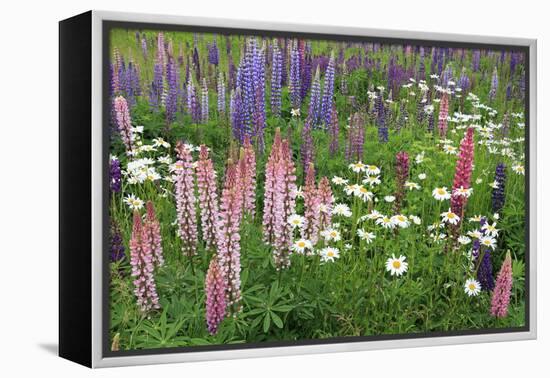 Field of Wild Lupines, Tacoma, Washington State, United States of America, North America-Richard Cummins-Framed Premier Image Canvas