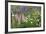 Field of Wild Lupines, Tacoma, Washington State, United States of America, North America-Richard Cummins-Framed Photographic Print