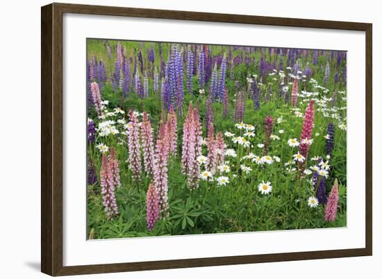 Field of Wild Lupines, Tacoma, Washington State, United States of America, North America-Richard Cummins-Framed Photographic Print