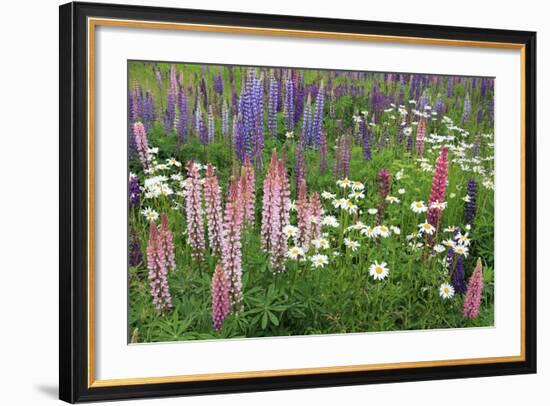 Field of Wild Lupines, Tacoma, Washington State, United States of America, North America-Richard Cummins-Framed Photographic Print