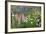 Field of Wild Lupines, Tacoma, Washington State, United States of America, North America-Richard Cummins-Framed Photographic Print