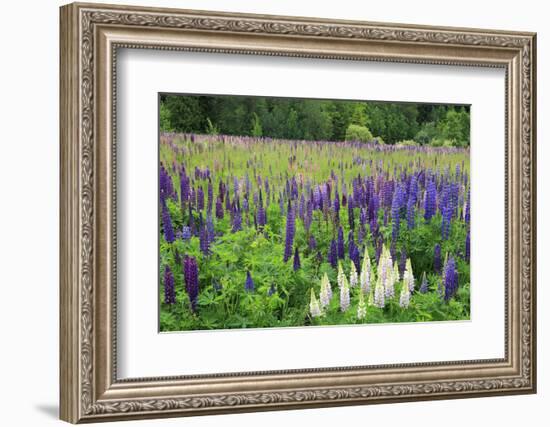 Field of Wild Lupines, Tacoma, Washington State, United States of America, North America-Richard Cummins-Framed Photographic Print