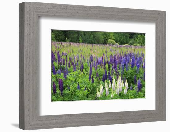 Field of Wild Lupines, Tacoma, Washington State, United States of America, North America-Richard Cummins-Framed Photographic Print