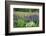 Field of Wild Lupines, Tacoma, Washington State, United States of America, North America-Richard Cummins-Framed Photographic Print