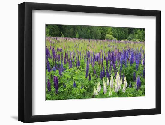 Field of Wild Lupines, Tacoma, Washington State, United States of America, North America-Richard Cummins-Framed Photographic Print