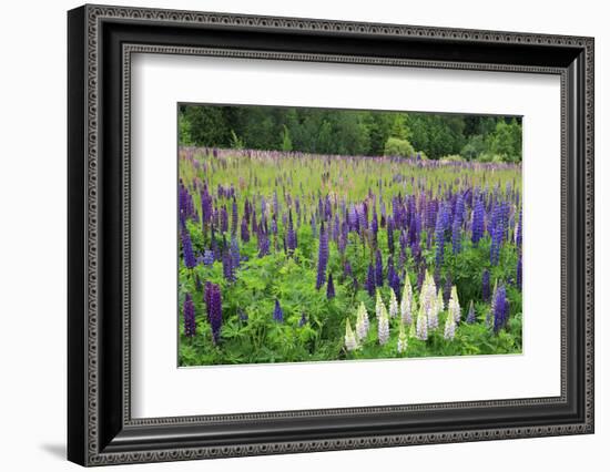 Field of Wild Lupines, Tacoma, Washington State, United States of America, North America-Richard Cummins-Framed Photographic Print