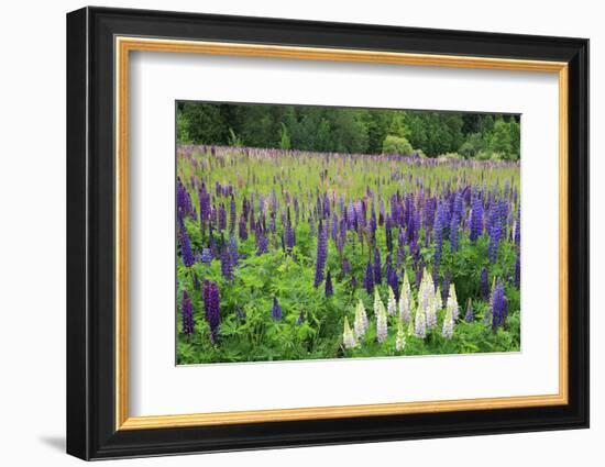 Field of Wild Lupines, Tacoma, Washington State, United States of America, North America-Richard Cummins-Framed Photographic Print