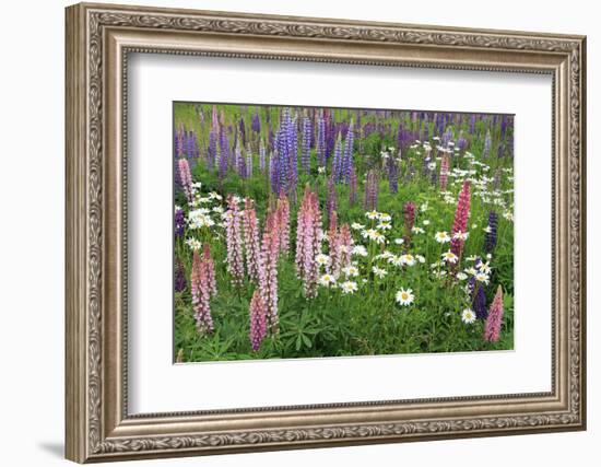 Field of Wild Lupines, Tacoma, Washington State, United States of America, North America-Richard Cummins-Framed Photographic Print