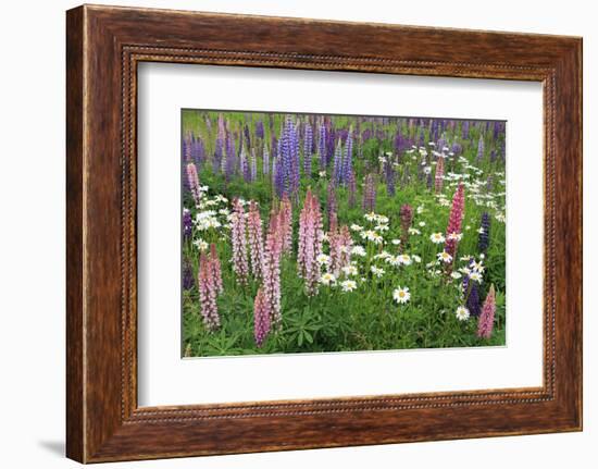 Field of Wild Lupines, Tacoma, Washington State, United States of America, North America-Richard Cummins-Framed Photographic Print