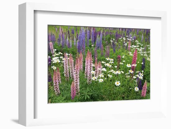 Field of Wild Lupines, Tacoma, Washington State, United States of America, North America-Richard Cummins-Framed Photographic Print