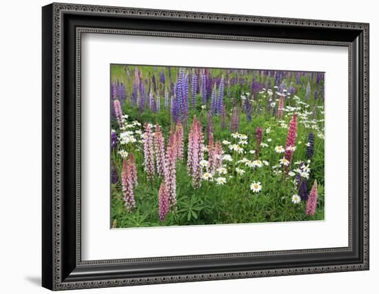 Field of Wild Lupines, Tacoma, Washington State, United States of America, North America-Richard Cummins-Framed Photographic Print