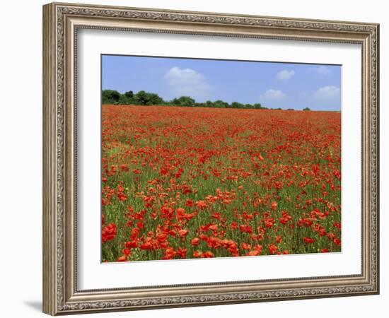 Field of Wild Poppies, Wiltshire, England, United Kingdom-Jeremy Bright-Framed Photographic Print