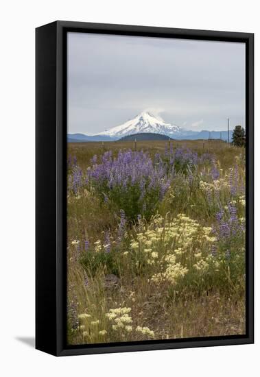 Field of wildflowers, mostly lupin are in contrast to the snowcapped Mt. Jefferson-Sheila Haddad-Framed Premier Image Canvas