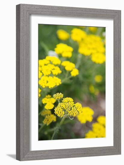 Field of Yellow-Karyn Millet-Framed Photo