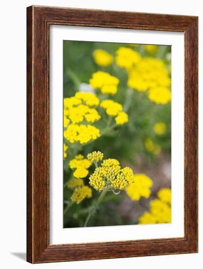 Field of Yellow-Karyn Millet-Framed Photo