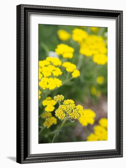 Field of Yellow-Karyn Millet-Framed Photo
