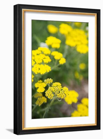 Field of Yellow-Karyn Millet-Framed Photo