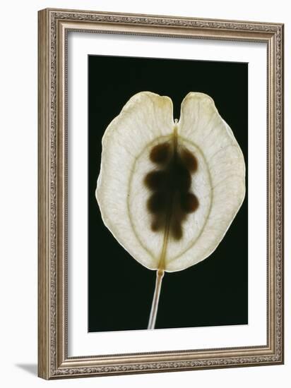 Field Pennycress Seed Pod-Dr^ Jeremy-Framed Photographic Print