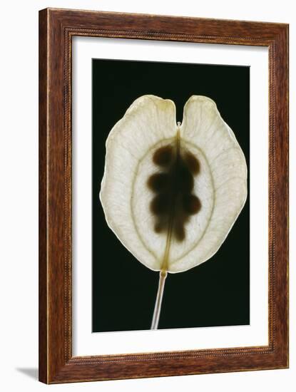 Field Pennycress Seed Pod-Dr^ Jeremy-Framed Photographic Print