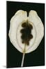 Field Pennycress Seed Pod-Dr^ Jeremy-Mounted Photographic Print