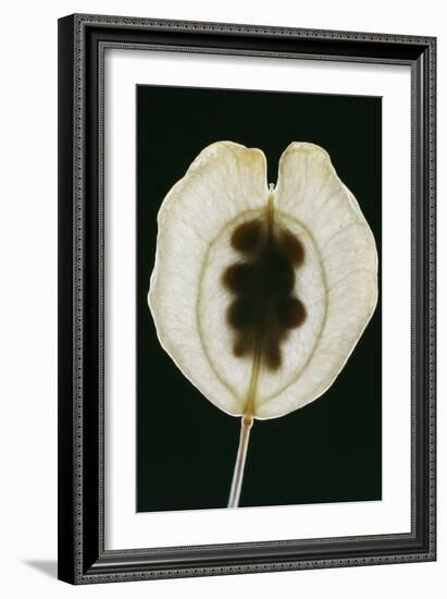 Field Pennycress Seed Pod-Dr^ Jeremy-Framed Photographic Print