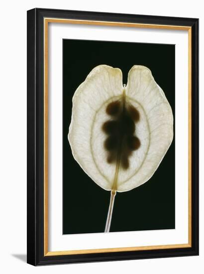 Field Pennycress Seed Pod-Dr^ Jeremy-Framed Photographic Print