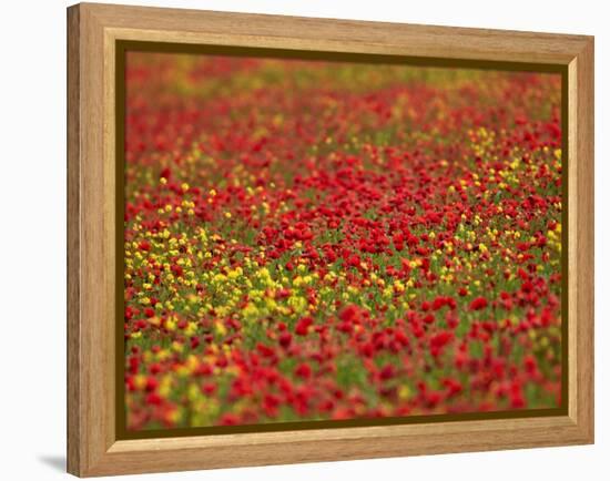 Field Poppy (Papaver Rhoeas)-Adrian Bicker-Framed Premier Image Canvas