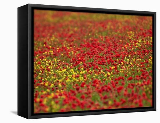 Field Poppy (Papaver Rhoeas)-Adrian Bicker-Framed Premier Image Canvas