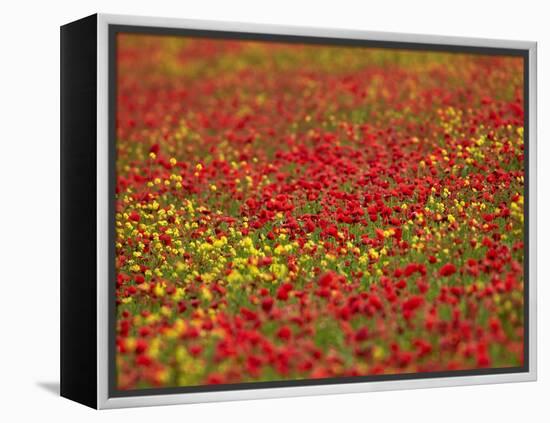 Field Poppy (Papaver Rhoeas)-Adrian Bicker-Framed Premier Image Canvas