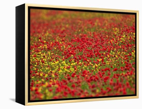 Field Poppy (Papaver Rhoeas)-Adrian Bicker-Framed Premier Image Canvas