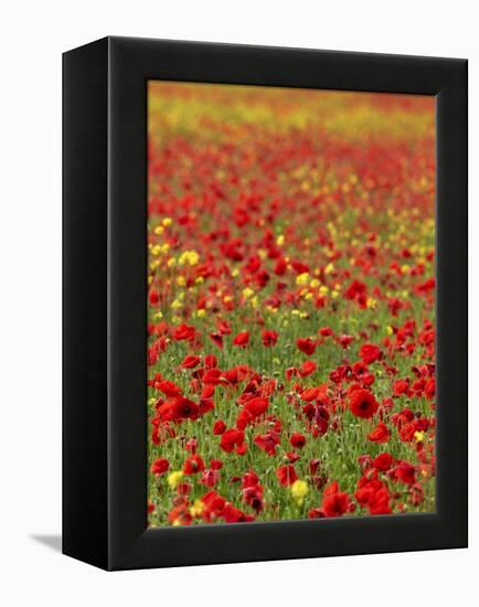 Field Poppy (Papaver Rhoeas)-Adrian Bicker-Framed Premier Image Canvas