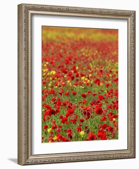 Field Poppy (Papaver Rhoeas)-Adrian Bicker-Framed Photographic Print