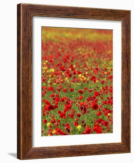 Field Poppy (Papaver Rhoeas)-Adrian Bicker-Framed Photographic Print