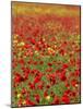 Field Poppy (Papaver Rhoeas)-Adrian Bicker-Mounted Photographic Print