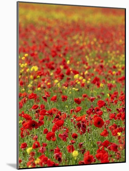 Field Poppy (Papaver Rhoeas)-Adrian Bicker-Mounted Photographic Print