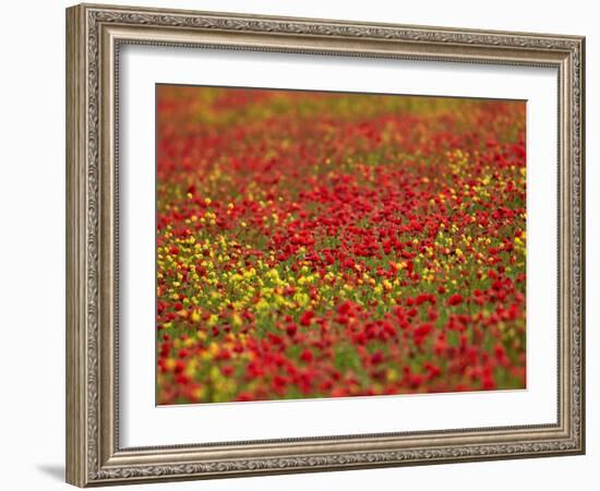 Field Poppy (Papaver Rhoeas)-Adrian Bicker-Framed Photographic Print