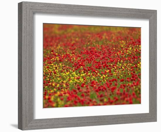 Field Poppy (Papaver Rhoeas)-Adrian Bicker-Framed Photographic Print